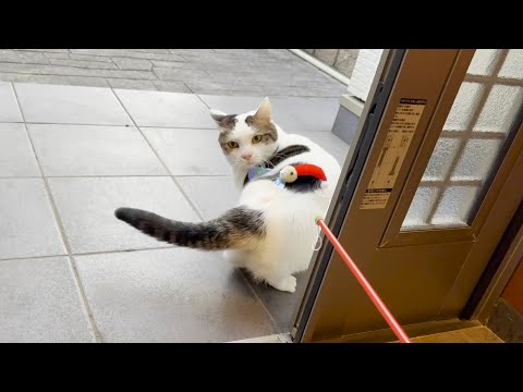 最高気温10℃、外で遊ぶのは「ちょっとイヤ」と思う猫(YouTube)