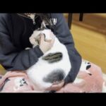 不遇の娘を癒してあげる心優しい重たい猫(YouTube)