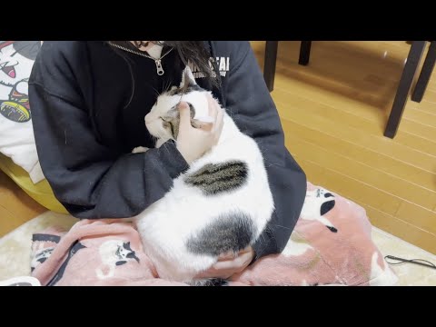 不遇の娘を癒してあげる心優しい重たい猫(YouTube)