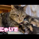 見にゃいでよ  太郎の愛  2026 01 22 2(YouTube)