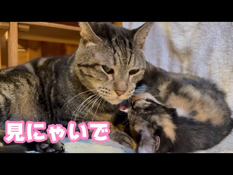 見にゃいでよ  太郎の愛  2026 01 22 2(YouTube)