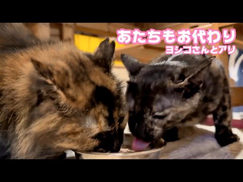 あたちもお代わり食べたい  優しいヨシコさんと食いしん坊のアリ   2026 01 09 1(YouTube)