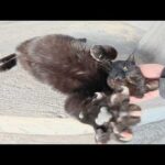 電車を降りると、黒猫の駅員さんがお出迎えしてくれた(YouTube)