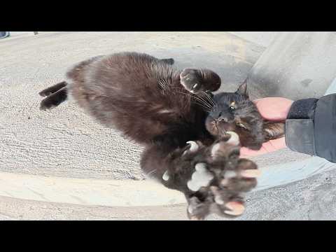 電車を降りると、黒猫の駅員さんがお出迎えしてくれた(YouTube)