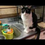 みんな元気、明日戻るよ(YouTube)