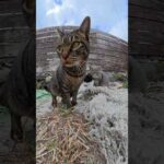 猫達が団子になってグルーミングし合う #猫 #ねこ #cat(YouTube)