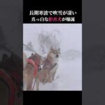 今季最強最長寒波で柴犬は真っ白になってしまう #shibainu #吹雪  #犬のいる生活(YouTube)