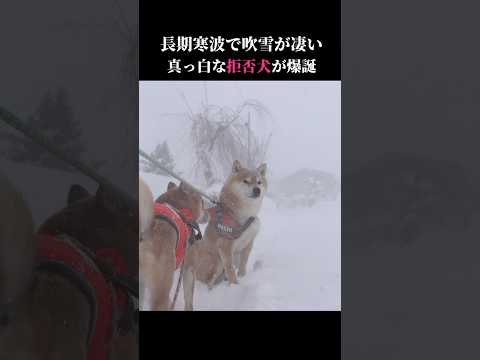 今季最強最長寒波で柴犬は真っ白になってしまう #shibainu #吹雪  #犬のいる生活(YouTube)