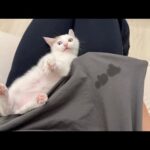 甘えんぼ子猫をなでなでしてたら初めてTシャツに嬉ションして大変なことになっちゃいました…(YouTube)