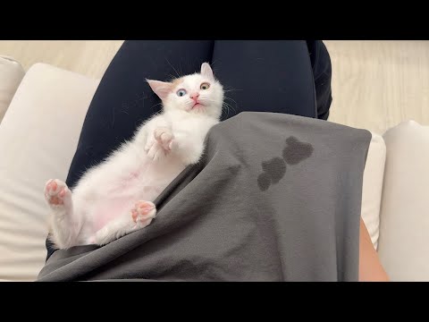 甘えんぼ子猫をなでなでしてたら初めてTシャツに嬉ションして大変なことになっちゃいました…(YouTube)