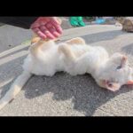 茶トラ猫が「猫の集会が始まるよ！」と海辺の道まで案内してくれた(YouTube)