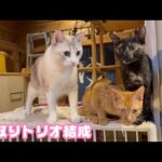 横取りトリオは元気いっぱい  いちかちゃんは7時間の手術頑張りました 2026 01 20 2(YouTube)