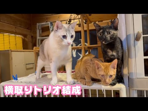 横取りトリオは元気いっぱい  いちかちゃんは7時間の手術頑張りました 2026 01 20 2(YouTube)