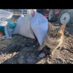 放置されてもずっと側から離れない猫(YouTube)