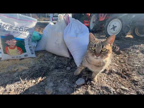 放置されてもずっと側から離れない猫(YouTube)