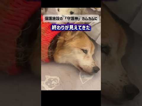 命の灯火が消える前に遺したい（画質音声悪いです）(YouTube)