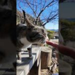 港近くにある屋外無料猫カフェ、テーブルに着くとすぐに担当の猫がやってくる(YouTube)