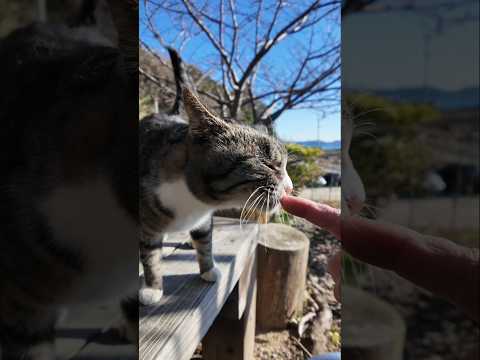 港近くにある屋外無料猫カフェ、テーブルに着くとすぐに担当の猫がやってくる(YouTube)