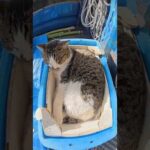 箱の中にスッポリと収まるキジシロ猫ちゃん #猫 #ねこ #cat(YouTube)