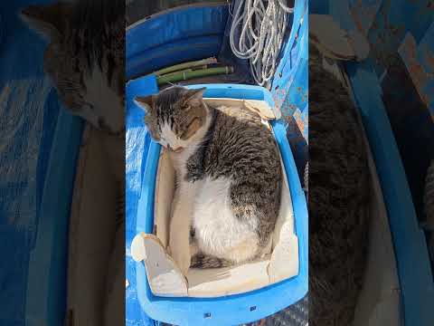 箱の中にスッポリと収まるキジシロ猫ちゃん #猫 #ねこ #cat(YouTube)