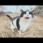 ダムのほとりの広場でハチワレ猫が可愛い声で鳴きながら甘えてきた(YouTube)