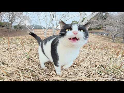 ダムのほとりの広場でハチワレ猫が可愛い声で鳴きながら甘えてきた(YouTube)