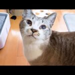 突然「んー」と甘えて鳴く姫猫に駆けつける黒猫くんが優しすぎます(YouTube)