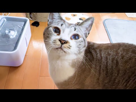 突然「んー」と甘えて鳴く姫猫に駆けつける黒猫くんが優しすぎます(YouTube)