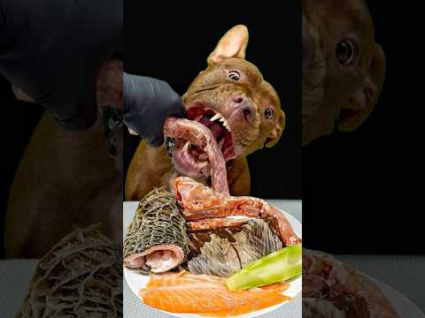 ピットブルの食欲がやば過ぎる(YouTube)