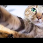 何度も何度もなでて～とおねだりする猫が可愛すぎて作業どころではありません…(YouTube)