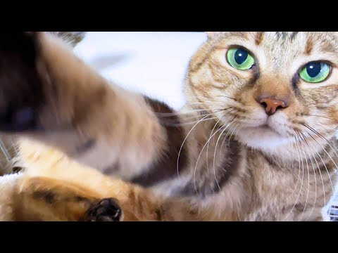 何度も何度もなでて～とおねだりする猫が可愛すぎて作業どころではありません…(YouTube)