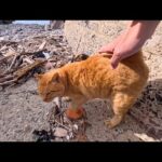 三毛猫を撫でようとした瞬間…茶トラが全力で割り込んできた結果が可愛すぎた(YouTube)