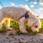 犬が『地面のニオイを嗅ぐ』理由6つ　放っておいて大丈夫？お散歩中の注意点まで解説(ブログ)