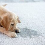 犬がトイレを失敗したときの『タブー行為』５選　飼い主が絶対やってはいけない行動とは？(ブログ)