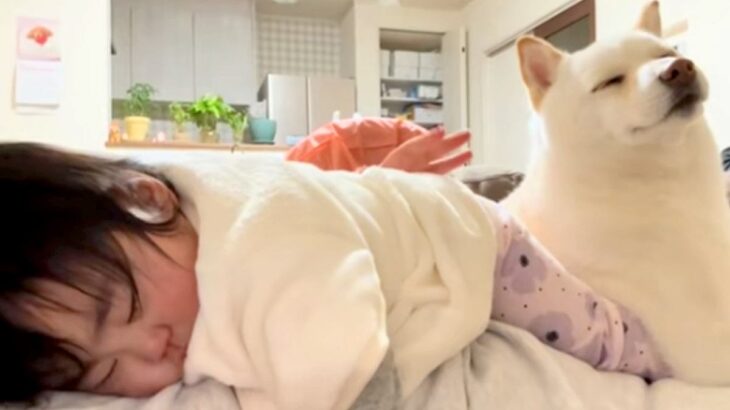 お腹の上で赤ちゃんを寝かしつける母親→犬も一緒に乗ってきて…幸せ過ぎる『家族愛を感じる光景』が話題「AIかと」「一緒に寝たかったのかな」(ブログ)