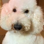 もじゃもじゃの大型犬を『丸刈り』にした結果→自分の姿を鏡を見て…まさかの『人間のような二度見』が9万再生「コントかとｗｗ」「お手本で草」(ブログ)