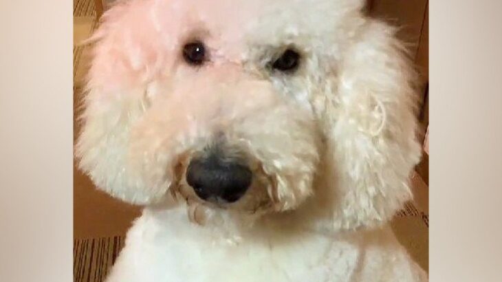 もじゃもじゃの大型犬を『丸刈り』にした結果→自分の姿を鏡を見て…まさかの『人間のような二度見』が9万再生「コントかとｗｗ」「お手本で草」(ブログ)