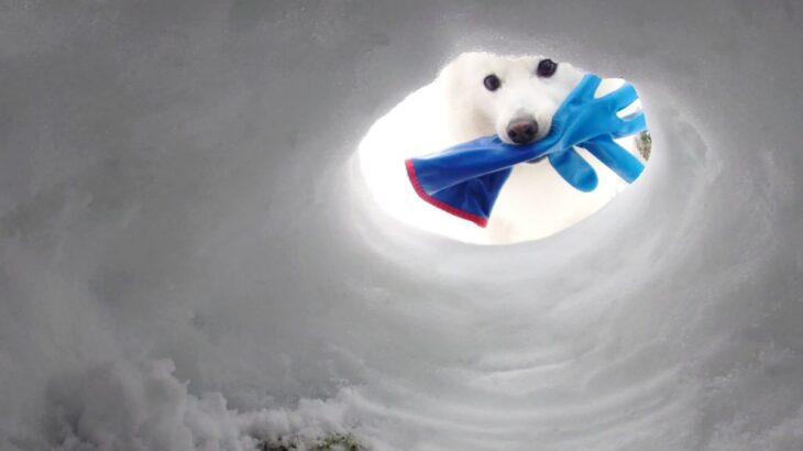 かまくら修理中、『犬が手袋を届けてくれた』と思ったら…無情すぎる『コントのような光景』が207万表示「笑ったｗｗ」「欲しいか？って感じ」(ブログ)