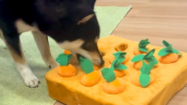 犬が『にんじんのおもちゃ』で遊んだ結果→『正しく使ってくれるかな』と思っていたら…想定外な光景に反響「大暴れで草」「間違えてるｗｗ」(ブログ)