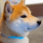 帰ってくるパパを道端で待つ犬→通り過ぎる人が『パパじゃないか』を確認して…ハチ公のような『お迎えの光景』に反響「かわいい横顔」「忠犬や」(ブログ)