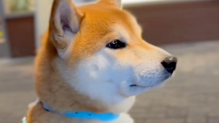 帰ってくるパパを道端で待つ犬→通り過ぎる人が『パパじゃないか』を確認して…ハチ公のような『お迎えの光景』に反響「かわいい横顔」「忠犬や」(ブログ)