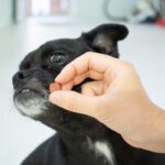 犬がスキンシップを嫌がっているときにみせる行動5選　「近寄らないで」と言っているサインとは？(ブログ)