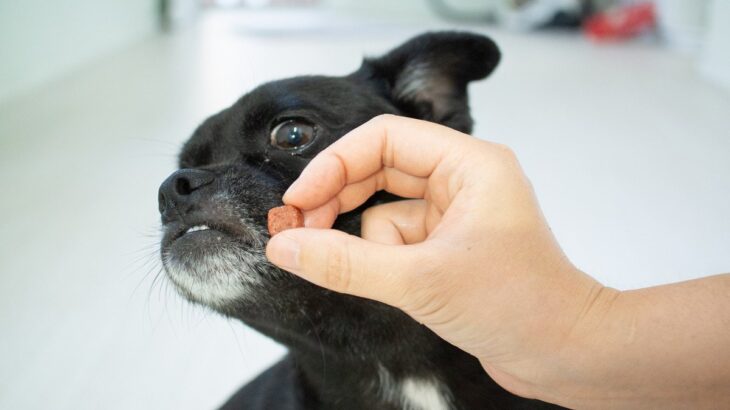 犬がスキンシップを嫌がっているときにみせる行動5選　「近寄らないで」と言っているサインとは？(ブログ)