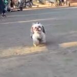 『キミもうちの子にならないか』公園で犬を撮影していたら…『まさかの乱入者』の登場が102万再生「フンフンって音好きｗ」「たまらん」 と絶賛(ブログ)