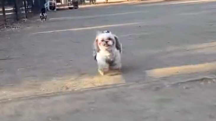 『キミもうちの子にならないか』公園で犬を撮影していたら…『まさかの乱入者』の登場が102万再生「フンフンって音好きｗ」「たまらん」 と絶賛(ブログ)