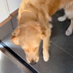 大型犬に『9日ぶりのお留守番』をしてもらった結果→ドアを開けた瞬間の『幸せすぎる表情』が愛おしいと11万再生「いい顔」「幸せに満ちてる」(ブログ)