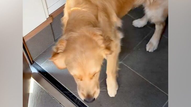 大型犬に『9日ぶりのお留守番』をしてもらった結果→ドアを開けた瞬間の『幸せすぎる表情』が愛おしいと11万再生「いい顔」「幸せに満ちてる」(ブログ)