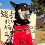 『犬の運動会』に参加し、張りきっている犬→いざ競技が始まると…想定外な『まさかの展開』が13万再生「期待を裏切らない結果ｗ」「さすが」(ブログ)