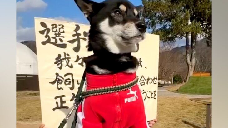 『犬の運動会』に参加し、張りきっている犬→いざ競技が始まると…想定外な『まさかの展開』が13万再生「期待を裏切らない結果ｗ」「さすが」(ブログ)