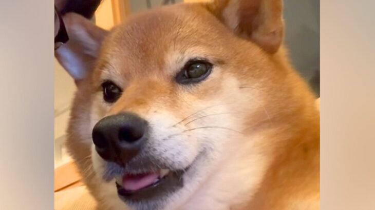 『耳を触られると声が出ちゃう柴犬』がSNSで話題　触れられた瞬間『おしゃべりスイッチ』が入る光景が186万再生「聞いたことない声ｗｗ」(ブログ)